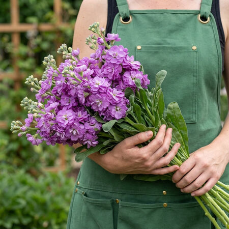 Lavender Quartet, Stock Seeds - Packet image number null